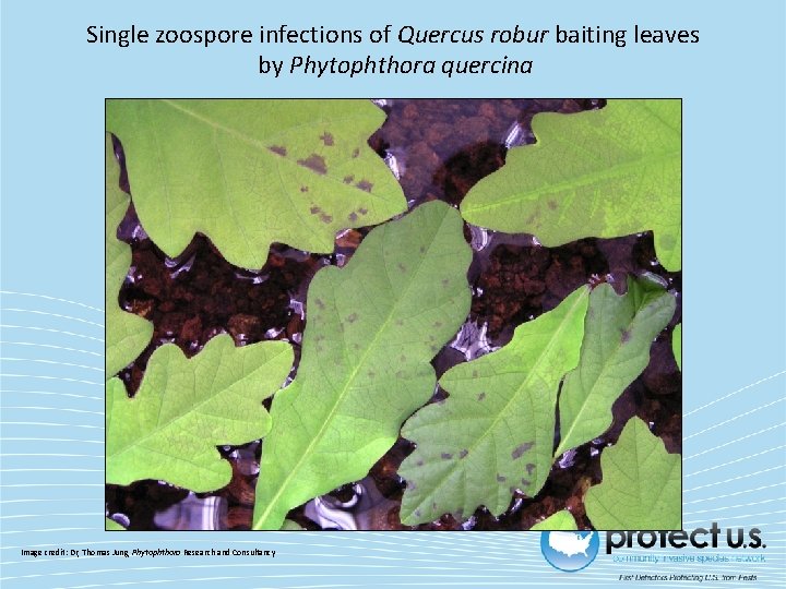 Single zoospore infections of Quercus robur baiting leaves by Phytophthora quercina Image credit: Dr,