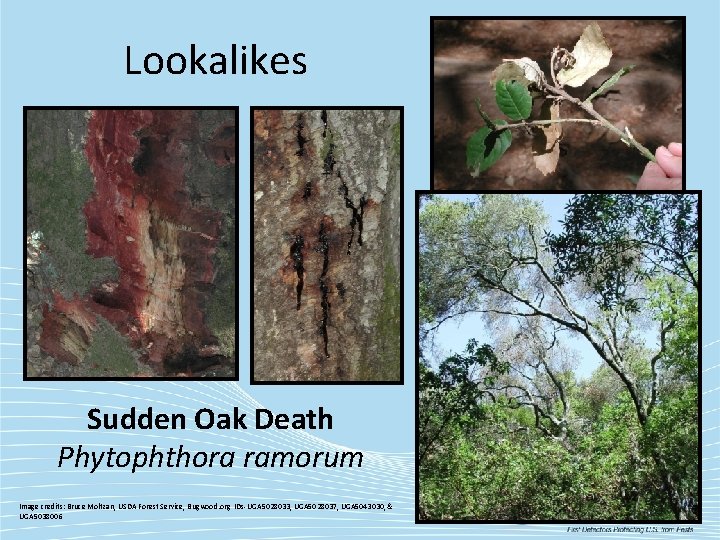 Lookalikes Sudden Oak Death Phytophthora ramorum Image credits: Bruce Moltzan, USDA Forest Service, Bugwood.