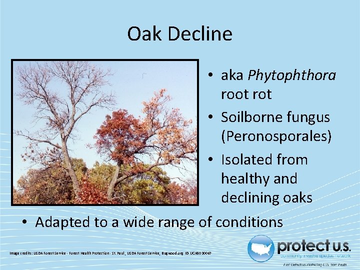 Oak Decline • aka Phytophthora root rot • Soilborne fungus (Peronosporales) • Isolated from