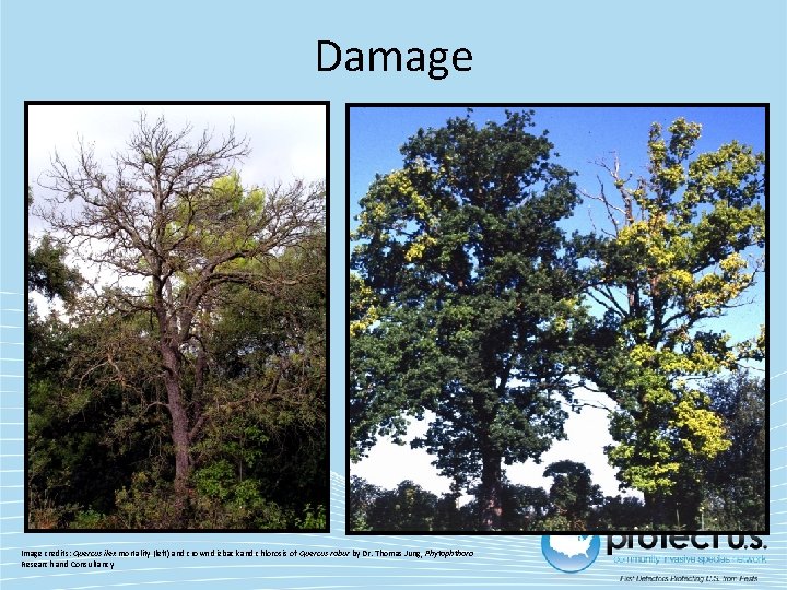 Damage Image credits: Quercus ilex mortality (left) and crown dieback and chlorosis of Quercus