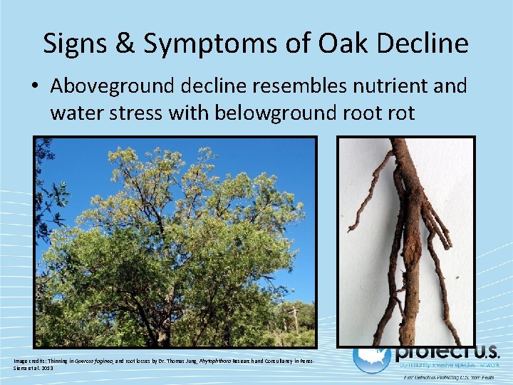 Signs & Symptoms of Oak Decline • Aboveground decline resembles nutrient and water stress