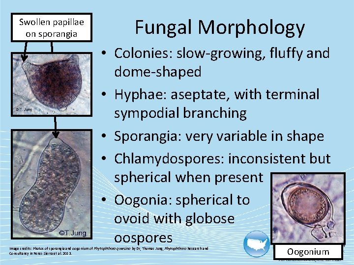 Swollen papillae on sporangia Fungal Morphology • Colonies: slow-growing, fluffy and dome-shaped • Hyphae: