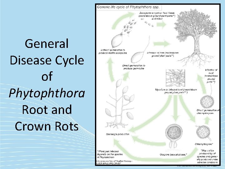 General Disease Cycle of Phytophthora Root and Crown Rots 