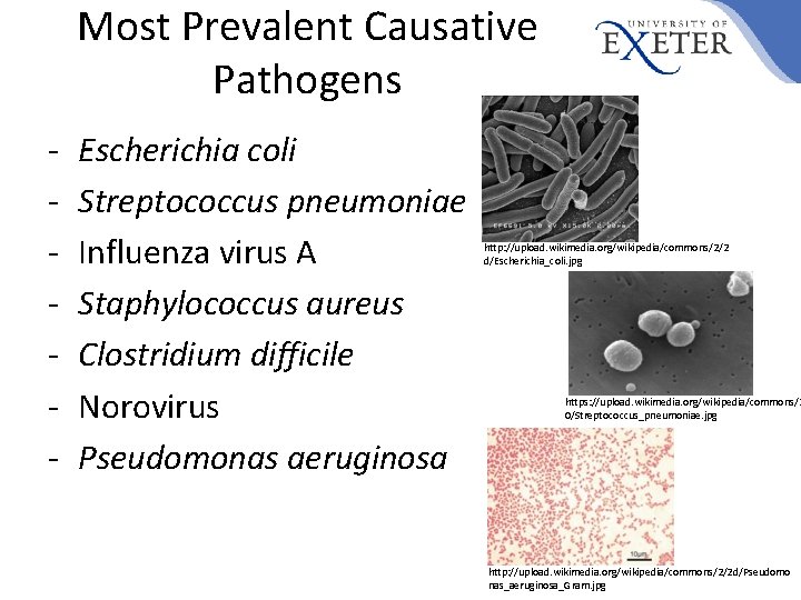 Most Prevalent Causative Pathogens - Escherichia coli Streptococcus pneumoniae Influenza virus A Staphylococcus aureus