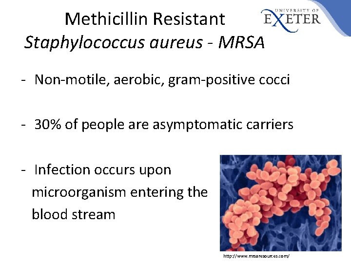 Methicillin Resistant Staphylococcus aureus - MRSA - Non-motile, aerobic, gram-positive cocci - 30% of