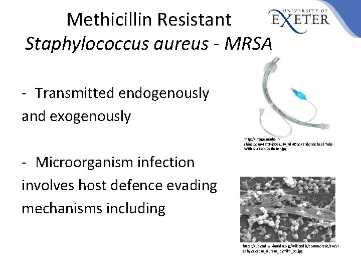 Methicillin Resistant Staphylococcus aureus - MRSA - Transmitted endogenously and exogenously http: //image. made-inchina.