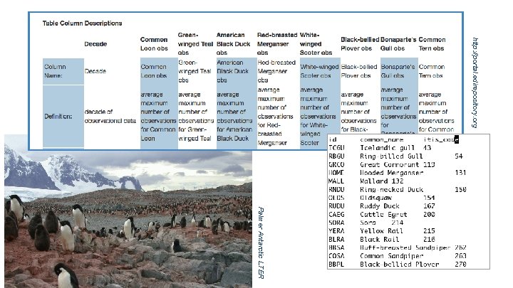 http: //portal. edirepository. org Palmer Antarctic LTER 