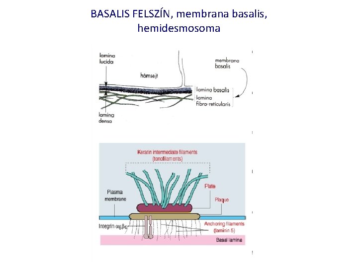 BASALIS FELSZÍN, membrana basalis, hemidesmosoma 