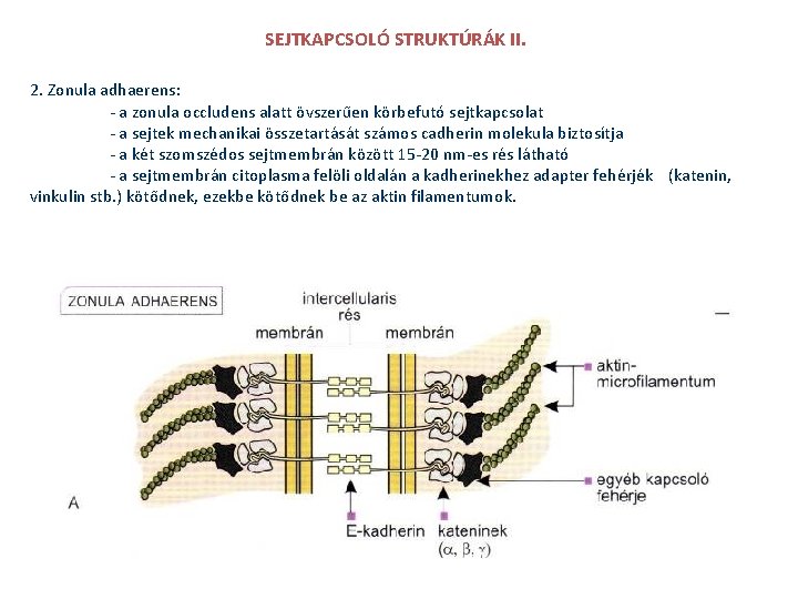 SEJTKAPCSOLÓ STRUKTÚRÁK II. 2. Zonula adhaerens: - a zonula occludens alatt övszerűen körbefutó sejtkapcsolat