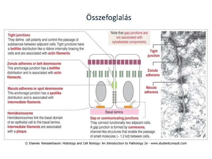 Összefoglalás 