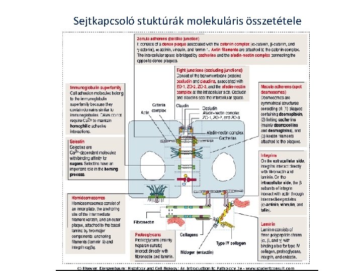 Sejtkapcsoló stuktúrák molekuláris összetétele 