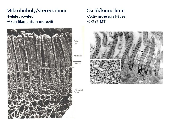 Mikroboholy/stereocilium • Felületnövelés • Aktin filamentum merevíti Csilló/kinocilium • Aktív mozgásra képes • 9