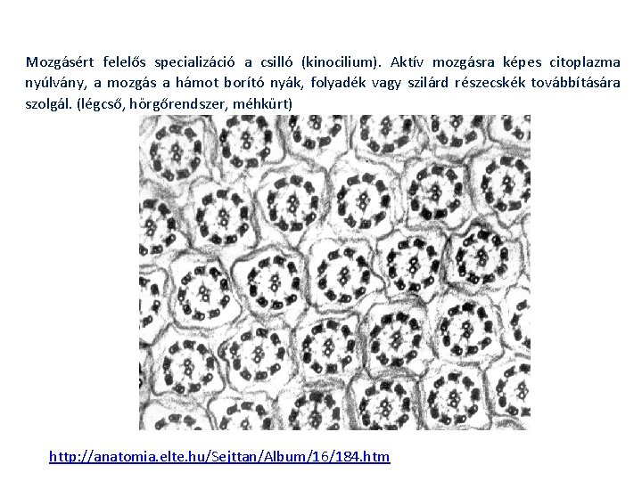 Mozgásért felelős specializáció a csilló (kinocilium). Aktív mozgásra képes citoplazma nyúlvány, a mozgás a