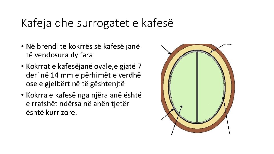 Kafeja dhe surrogatet e kafesë • Në brendi të kokrrës së kafesë janë të