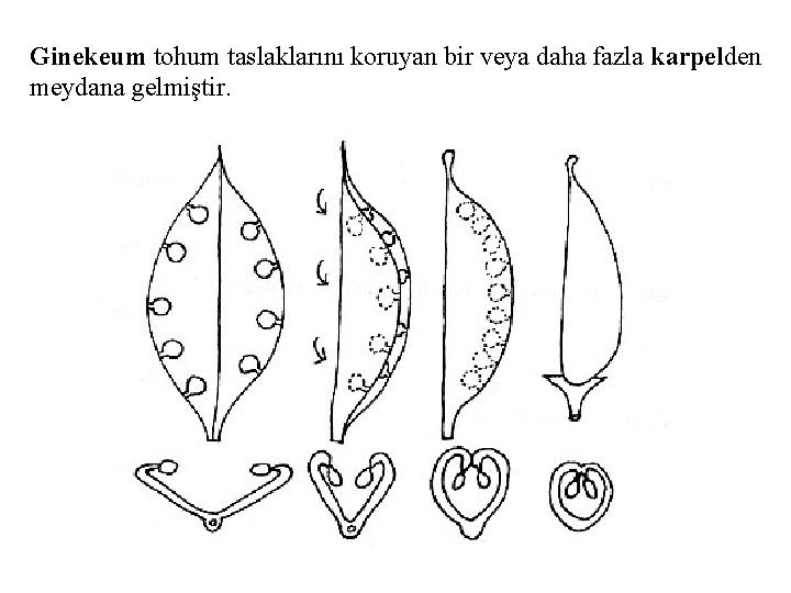 Ginekeum tohum taslaklarını koruyan bir veya daha fazla karpelden meydana gelmiştir. 