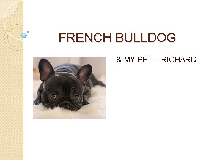 FRENCH BULLDOG & MY PET – RICHARD 