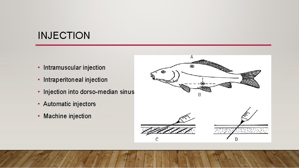 INJECTION • Intramuscular injection • Intraperitoneal injection • Injection into dorso-median sinus • Automatic