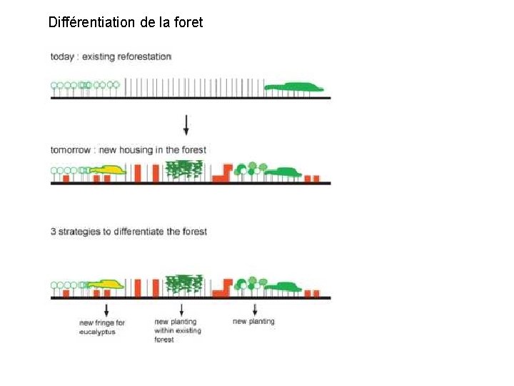 Différentiation de la foret 