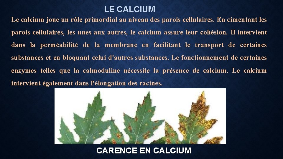 LE CALCIUM Le calcium joue un rôle primordial au niveau des parois cellulaires. En