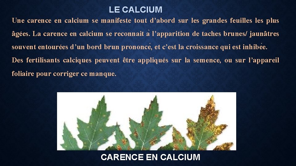 LE CALCIUM Une carence en calcium se manifeste tout d’abord sur les grandes feuilles