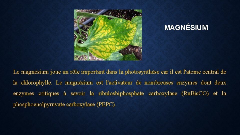 MAGNÉSIUM Le magnésium joue un rôle important dans la photosynthèse car il est l'atome