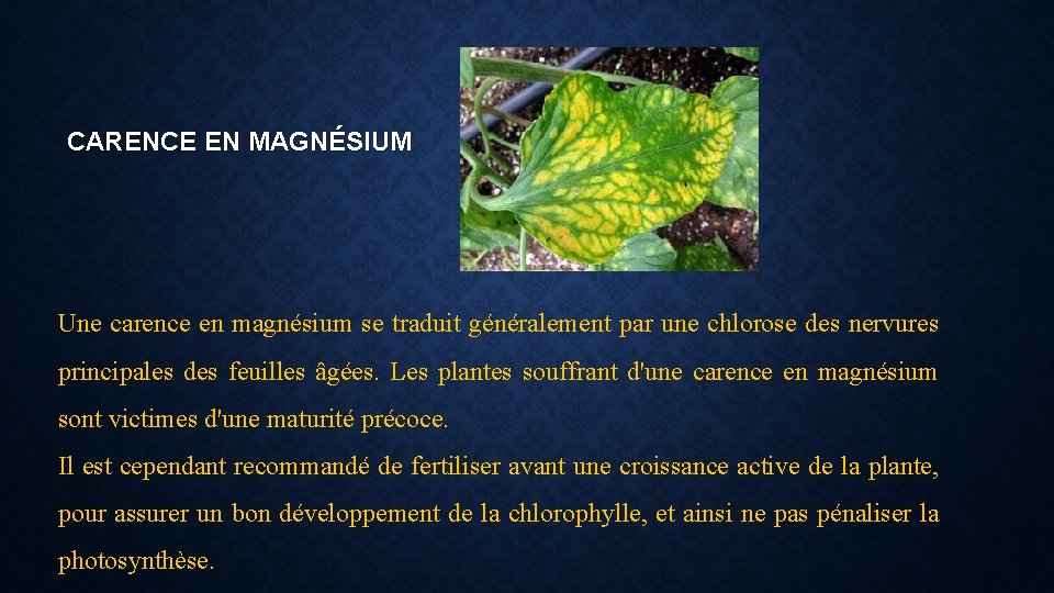 CARENCE EN MAGNÉSIUM Une carence en magnésium se traduit généralement par une chlorose des