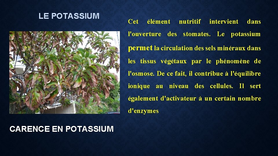 LE POTASSIUM Cet élément nutritif intervient dans l'ouverture des stomates. Le potassium permet la