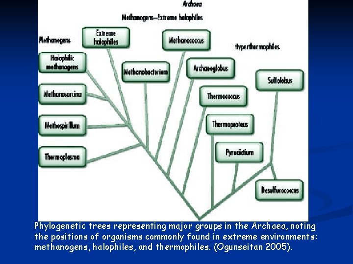 Phylogenetic trees representing major groups in the Archaea, noting the positions of organisms commonly