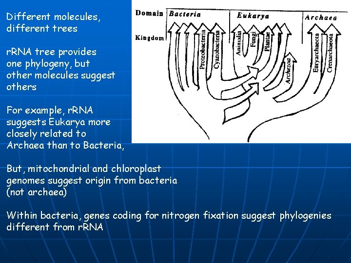 Different molecules, different trees r. RNA tree provides one phylogeny, but other molecules suggest