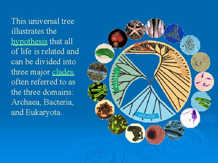 This universal tree illustrates the hypothesis that all of life is related and can