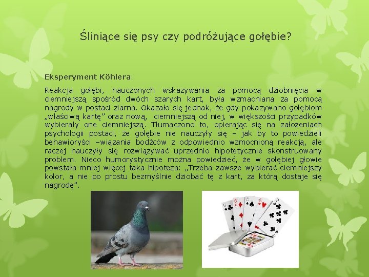 Śliniące się psy czy podróżujące gołębie? Eksperyment Köhlera: Reakcja gołębi, nauczonych wskazywania za pomocą