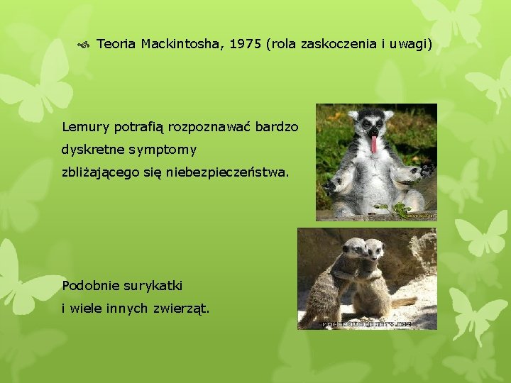  Teoria Mackintosha, 1975 (rola zaskoczenia i uwagi) Lemury potrafią rozpoznawać bardzo dyskretne symptomy