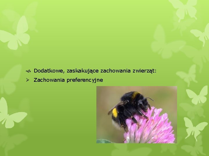  Dodatkowe, zaskakujące zachowania zwierząt: Ø Zachowania preferencyjne 
