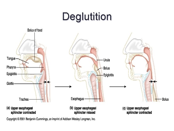 Deglutition 