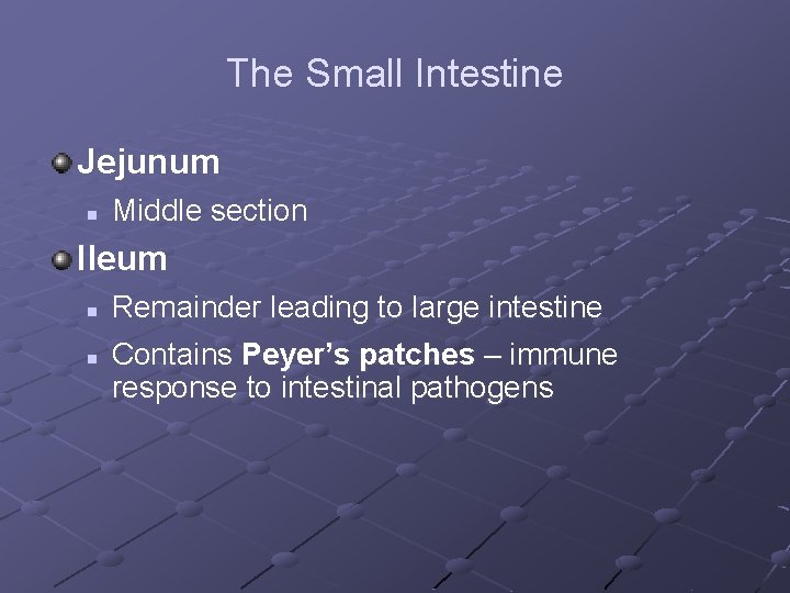 The Small Intestine Jejunum n Middle section Ileum n n Remainder leading to large