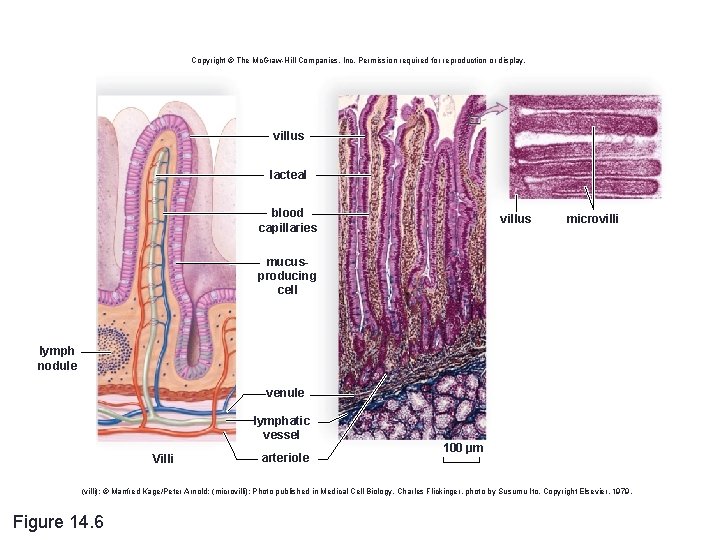Copyright © The Mc. Graw-Hill Companies, Inc. Permission required for reproduction or display. villus