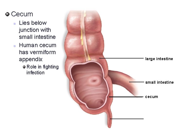 Copyright © The Mc. Graw-Hill Companies, Inc. Permission required for reproduction or display. Cecum