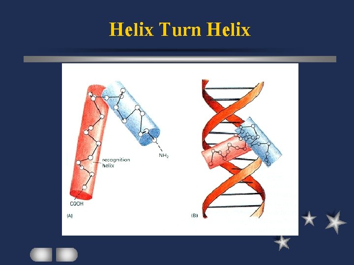 Helix Turn Helix 