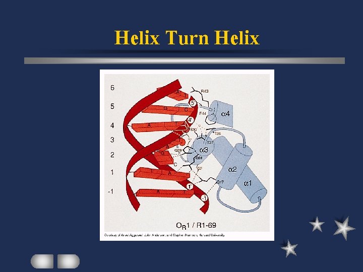 Helix Turn Helix 
