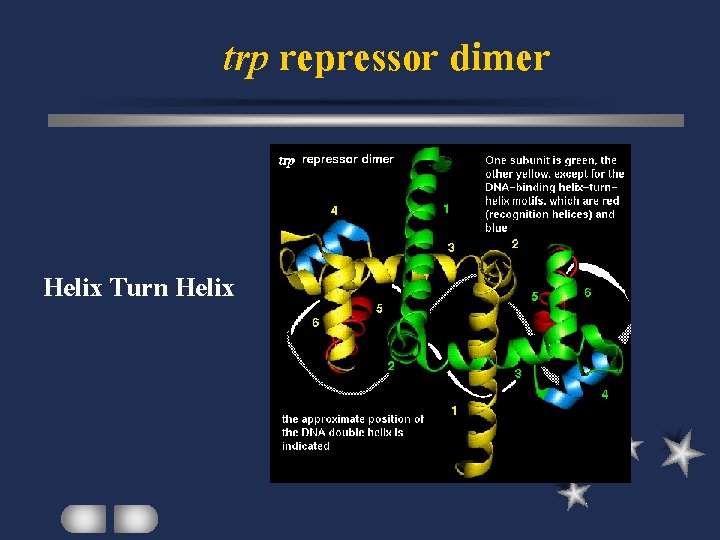 trp repressor dimer Helix Turn Helix 