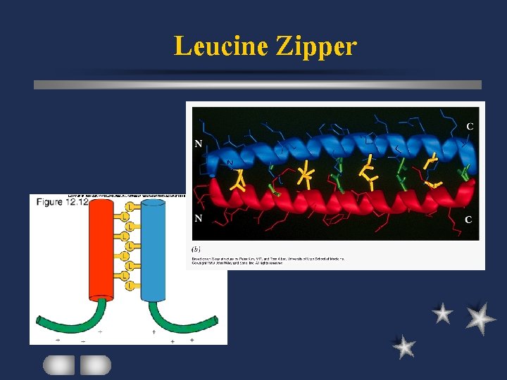 Leucine Zipper 