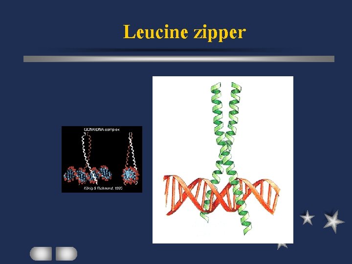 Leucine zipper 