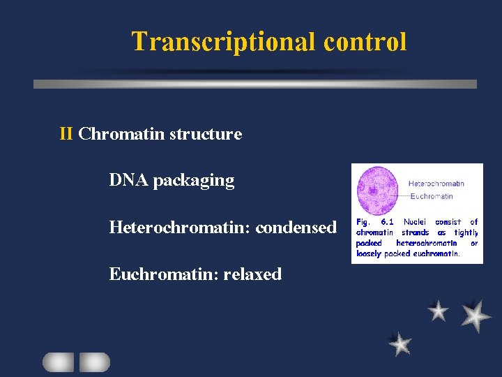 Transcriptional control II Chromatin structure DNA packaging Heterochromatin: condensed Euchromatin: relaxed 