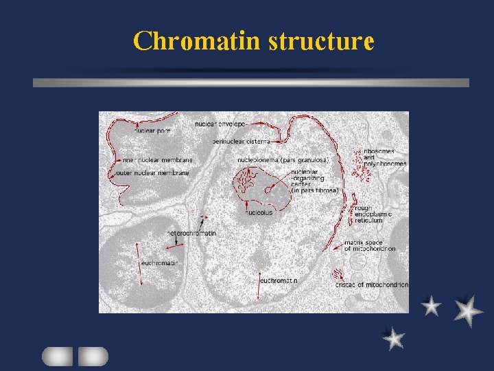 Chromatin structure 