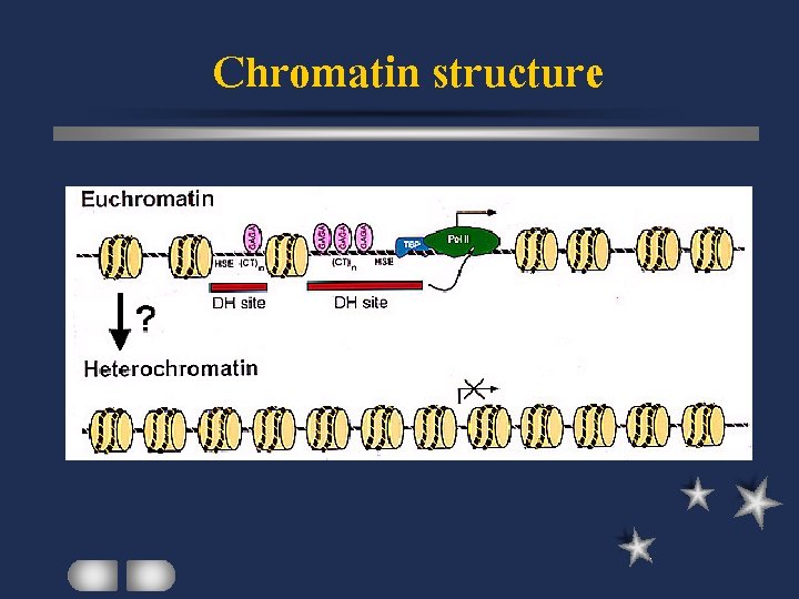 Chromatin structure 
