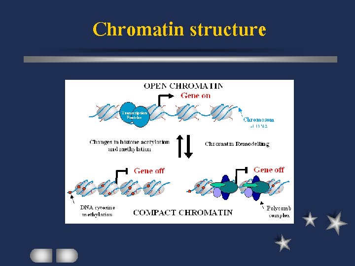 Chromatin structure 