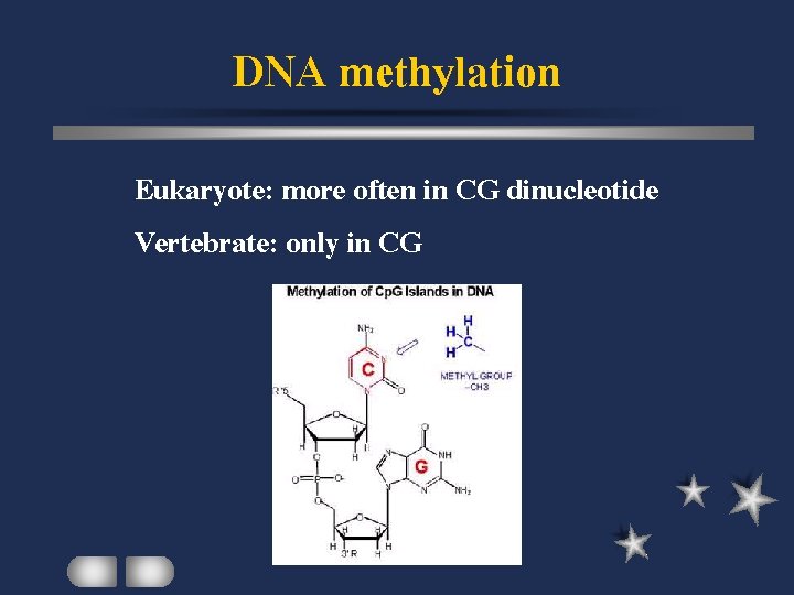 DNA methylation Eukaryote: more often in CG dinucleotide Vertebrate: only in CG 