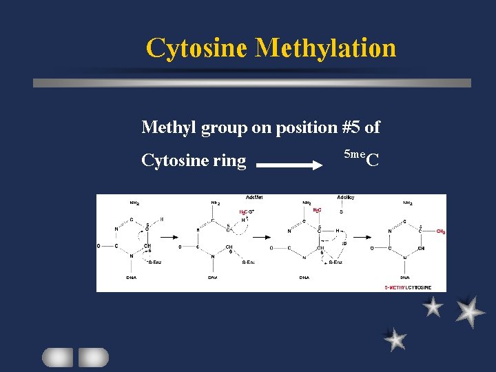 Cytosine Methylation Methyl group on position #5 of 5 me. C Cytosine ring 
