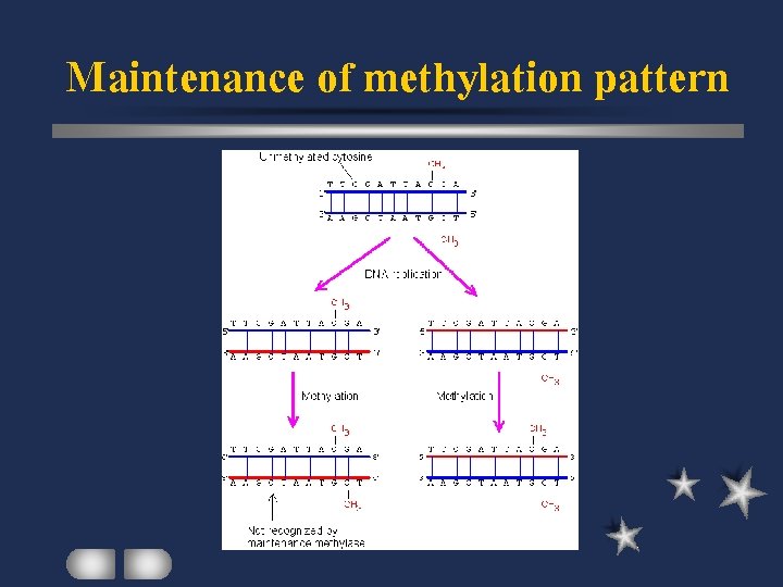 Maintenance of methylation pattern 