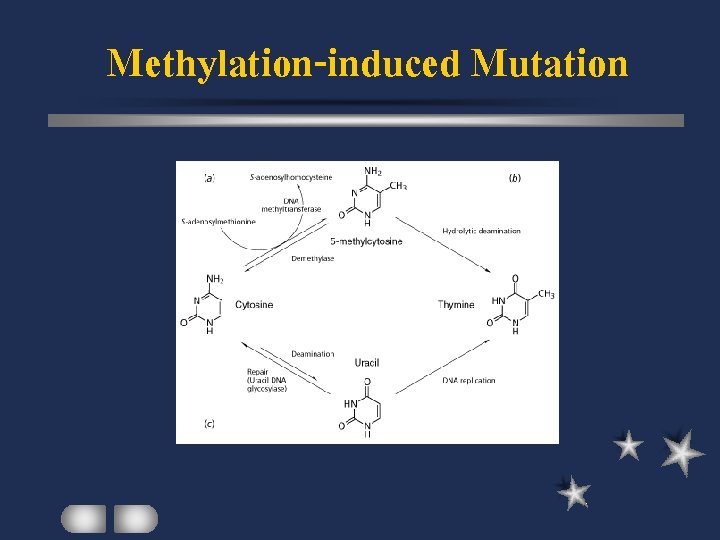 Methylation-induced Mutation 